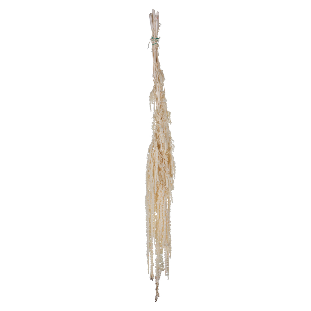 Vickerman 30" Amaranthus Bundle, Preserved