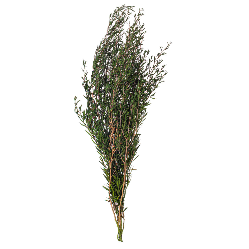 25-36" Green Lepto Longifolia Bundle 6oz