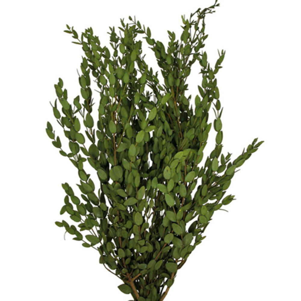 18-22" Green Parvafolia Stem Bundle -5oz
