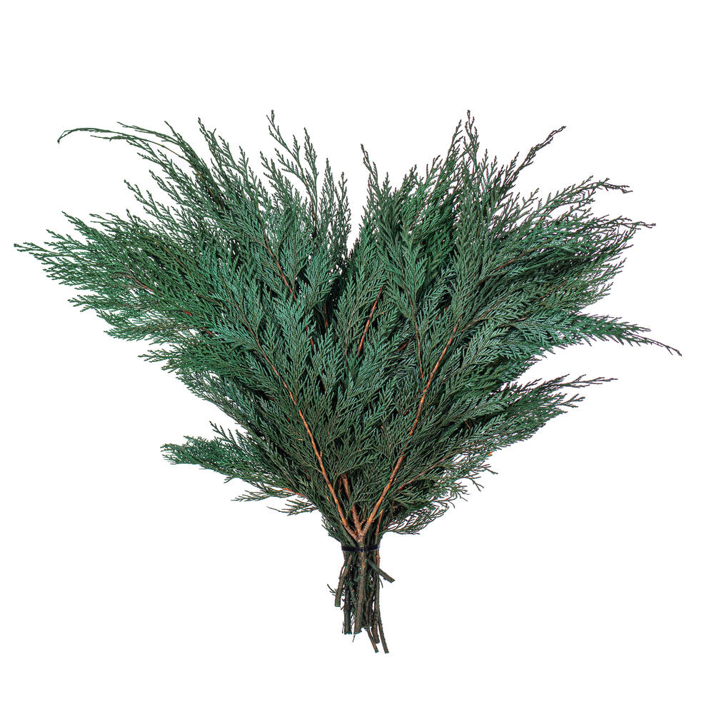 Vickerman 18-24"  Port Orford Green Cedar Branches, Preserved