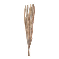 Vickerman Natural Botanicals 25" Canna Leaf, 10 Pieces per Bunch