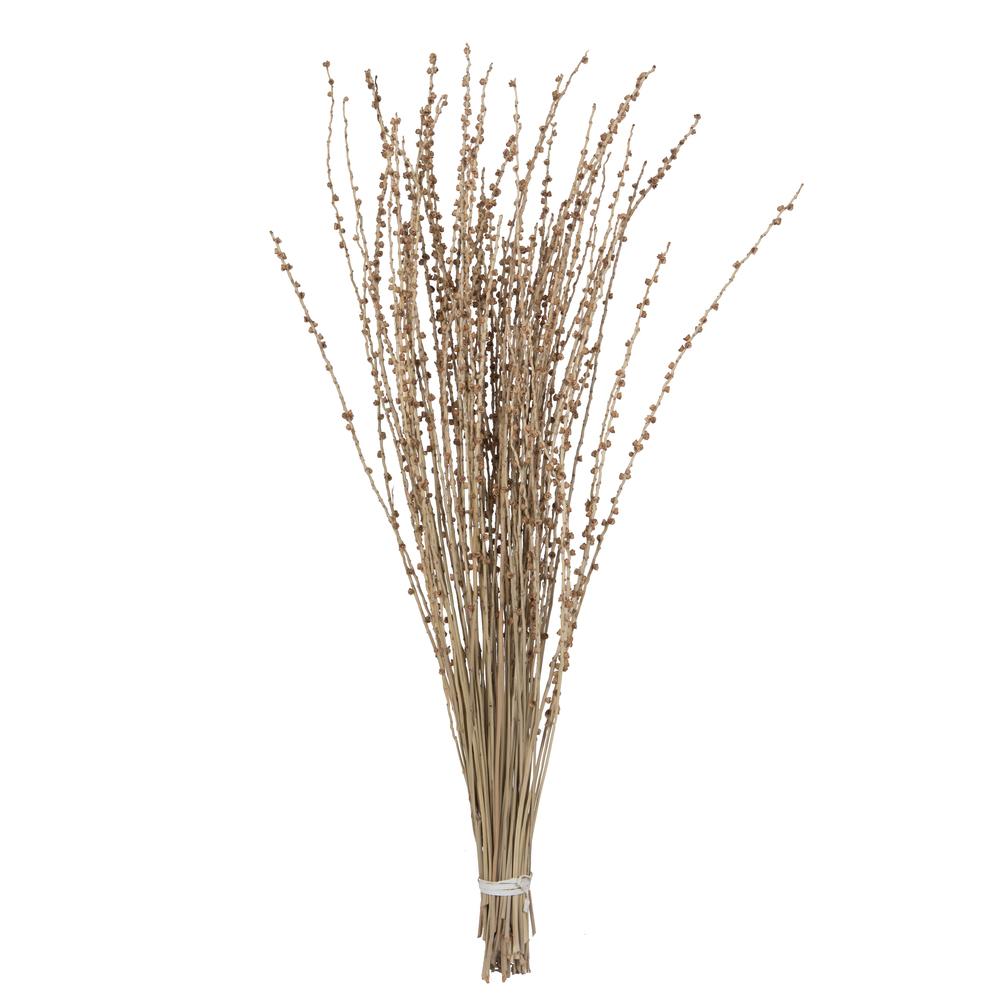 36-38" Natural Deglet Nour Branch Bundle