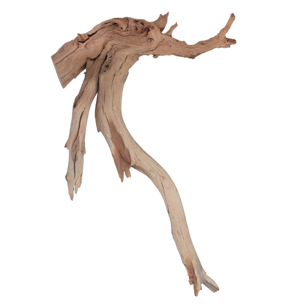 Vickerman Ghostwood Manzanita, Dried