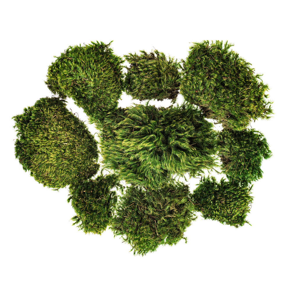 Premium Green Mood Moss - 2.75 lbs/Bx