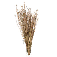 15-20" Natural Shirley Poppy Pods 4 oz