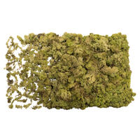 9 Lb Light Green Preserved Reindeer Moss
