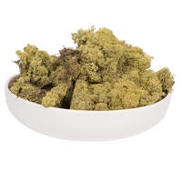 2 Lb Light Green Preserved Reindeer Moss