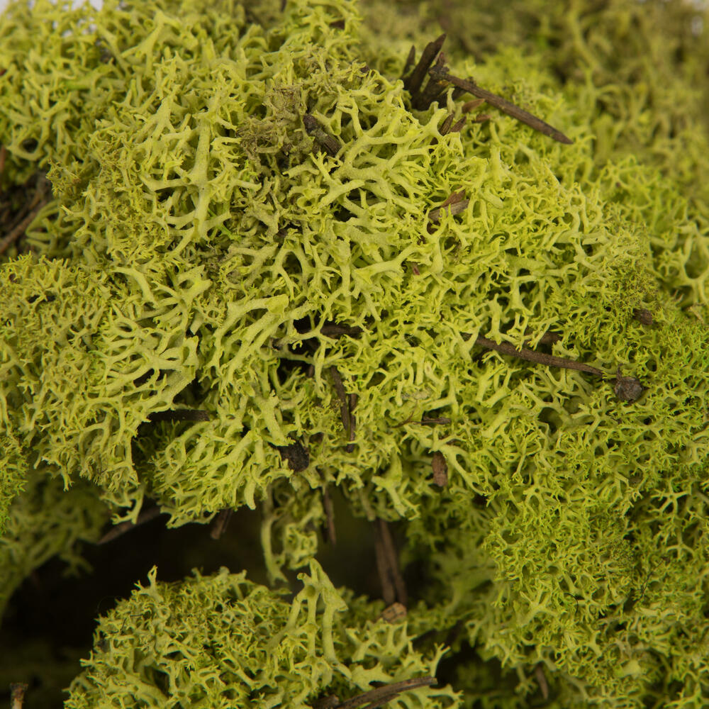 Vickerman Natural Botanicals Reindeer Moss