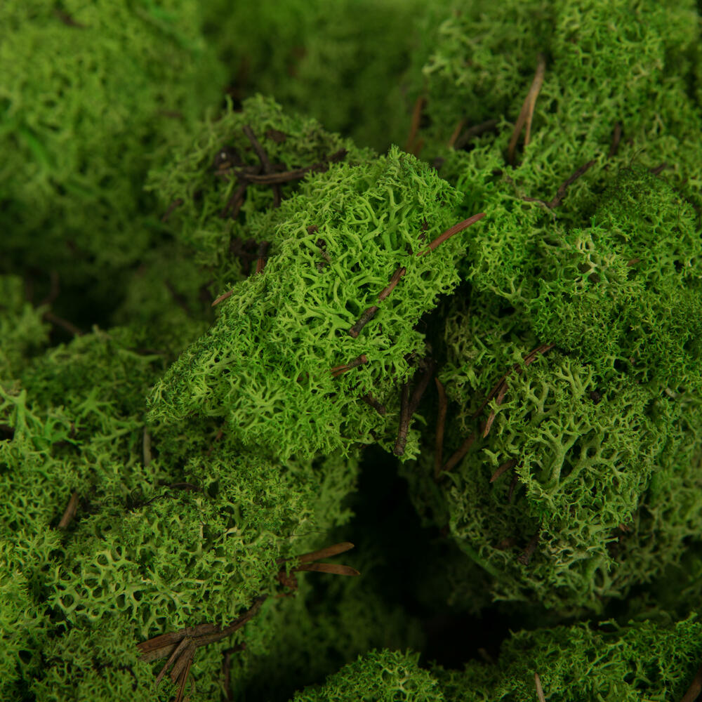 Vickerman Natural Botanicals Reindeer Moss