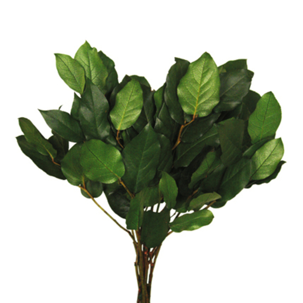 Vickerman 16"-22" Premium Salal Foliage Bundle, Preserved