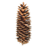 9.5"-10" Sugar Pinecone Bulk 70/Box