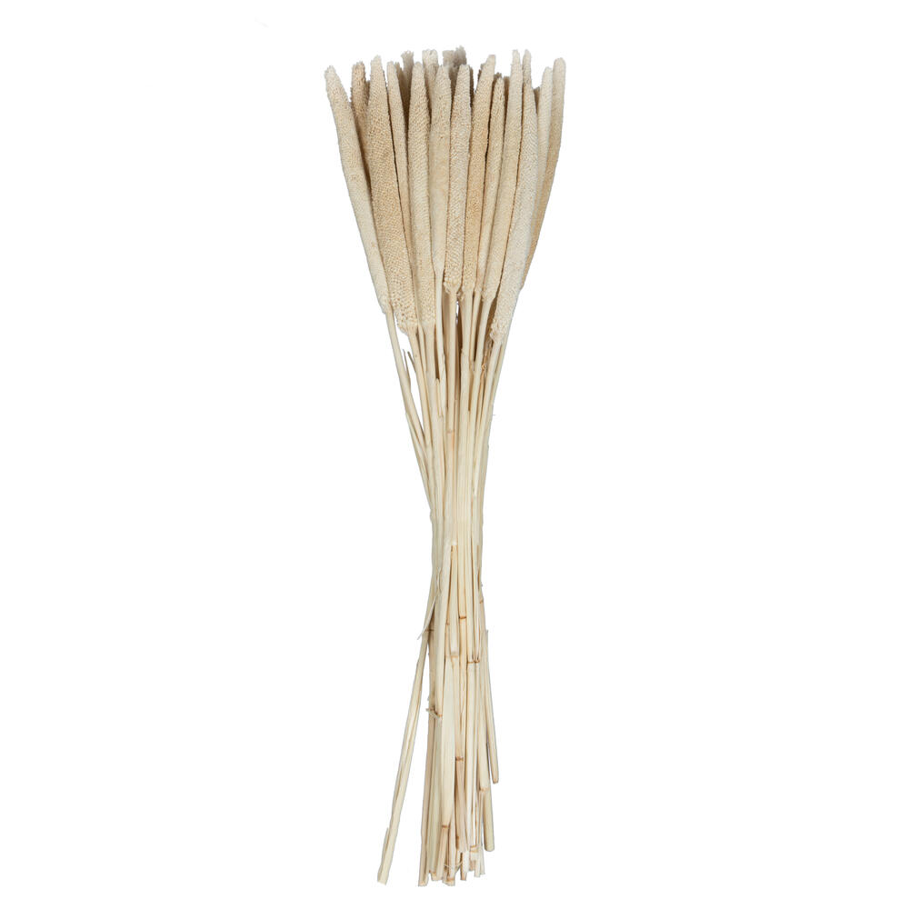 Vickerman Natural Botanicals 24" Babala Natural, 75/Pk