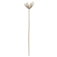 20" Bullet Flower Bleached Stems 50/pk