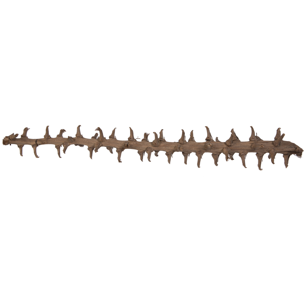 32" Coco Exotica Natural 2/pk