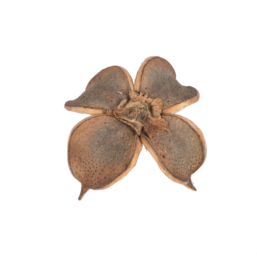 0.8" Cotton Flower Natural 1 kg/pk