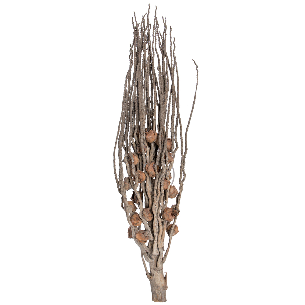 32" Coco Jhar Natural 10/pk