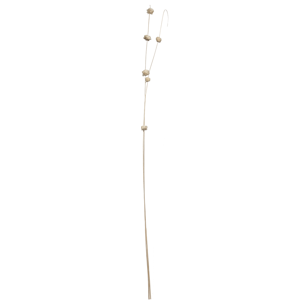 Vickerman 40" Natural Botanicals Coco with Natural Dried Sola Zinnia