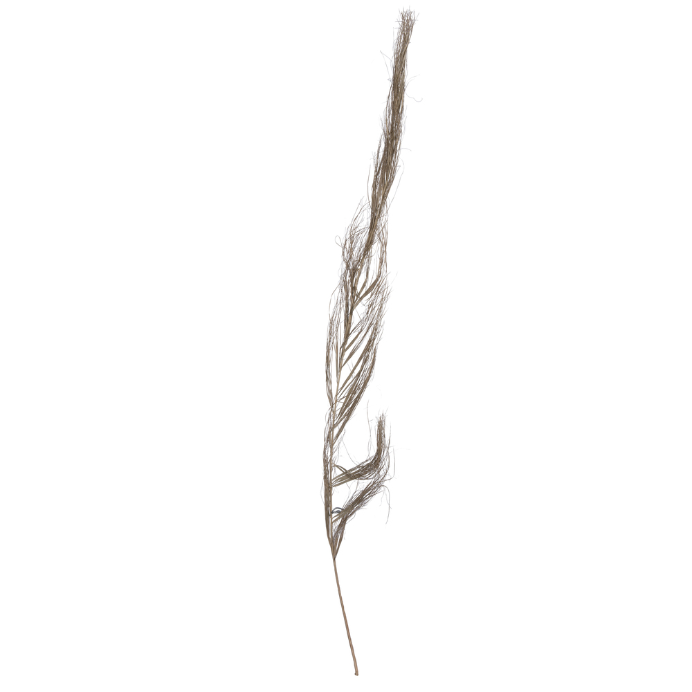 40" Khejur Sikha Natural Palm 30/pk