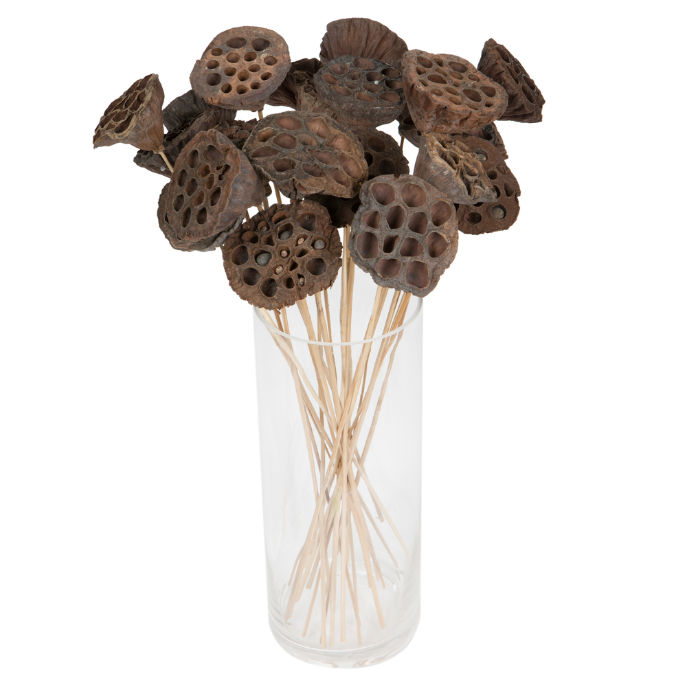 20" Lotus Pod Medium on Stem 50/pk