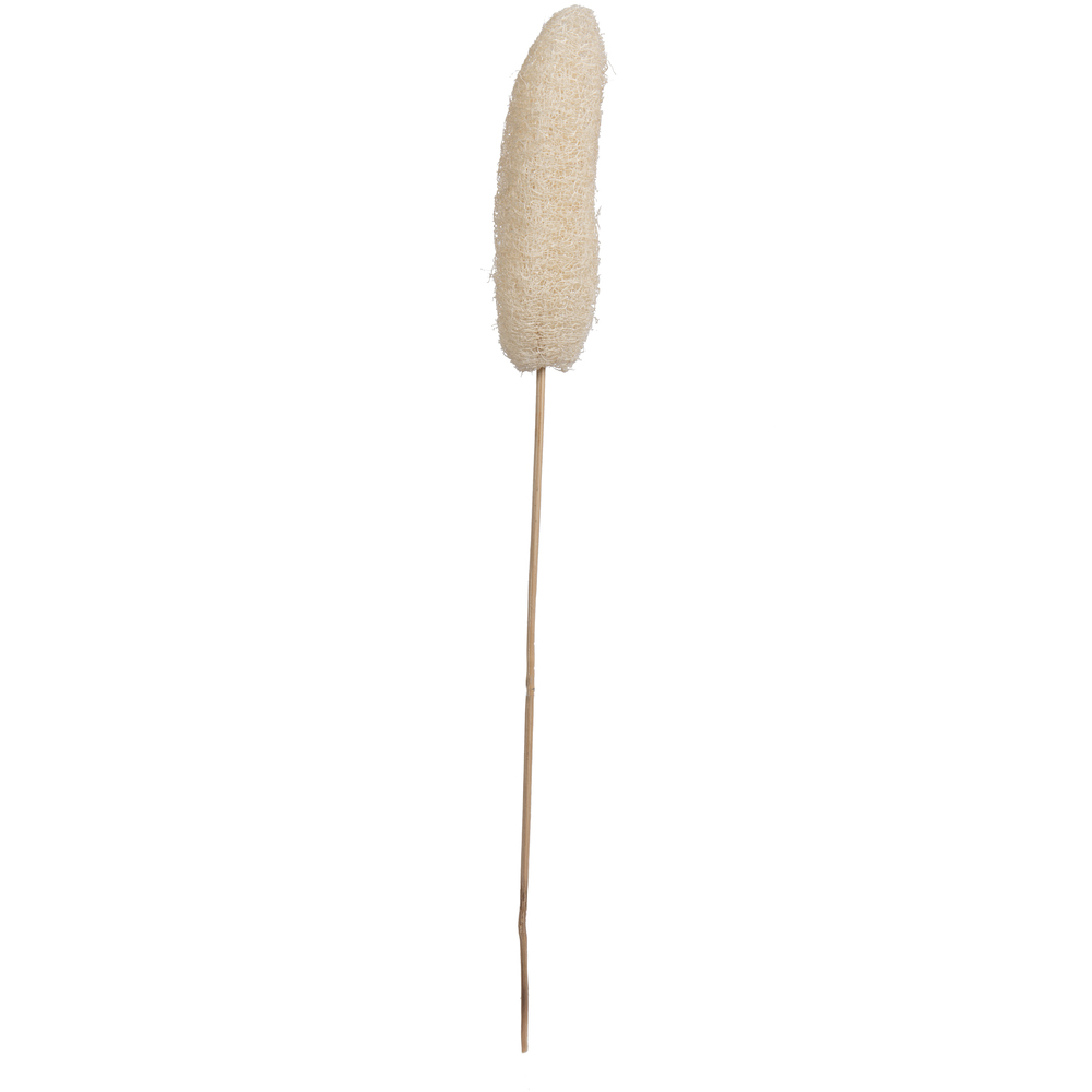 20" Bleached Luffa on Stem 25/pk