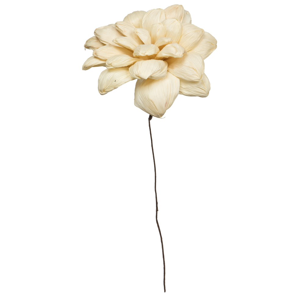Vickerman 6" Natural Botanicals Maize Dahlia on Wire Stem