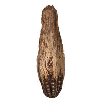 2.8" Mahogany Pods Natural 100/pk