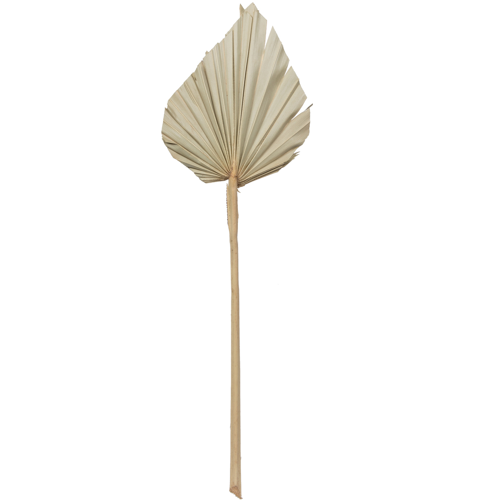 16-20" x 5" Dried Nat Palm Spear 50/pk