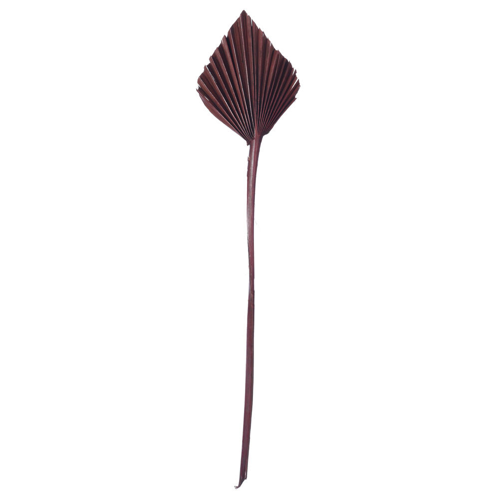 Vickerman Natural Botanicals Dried Palm Spear