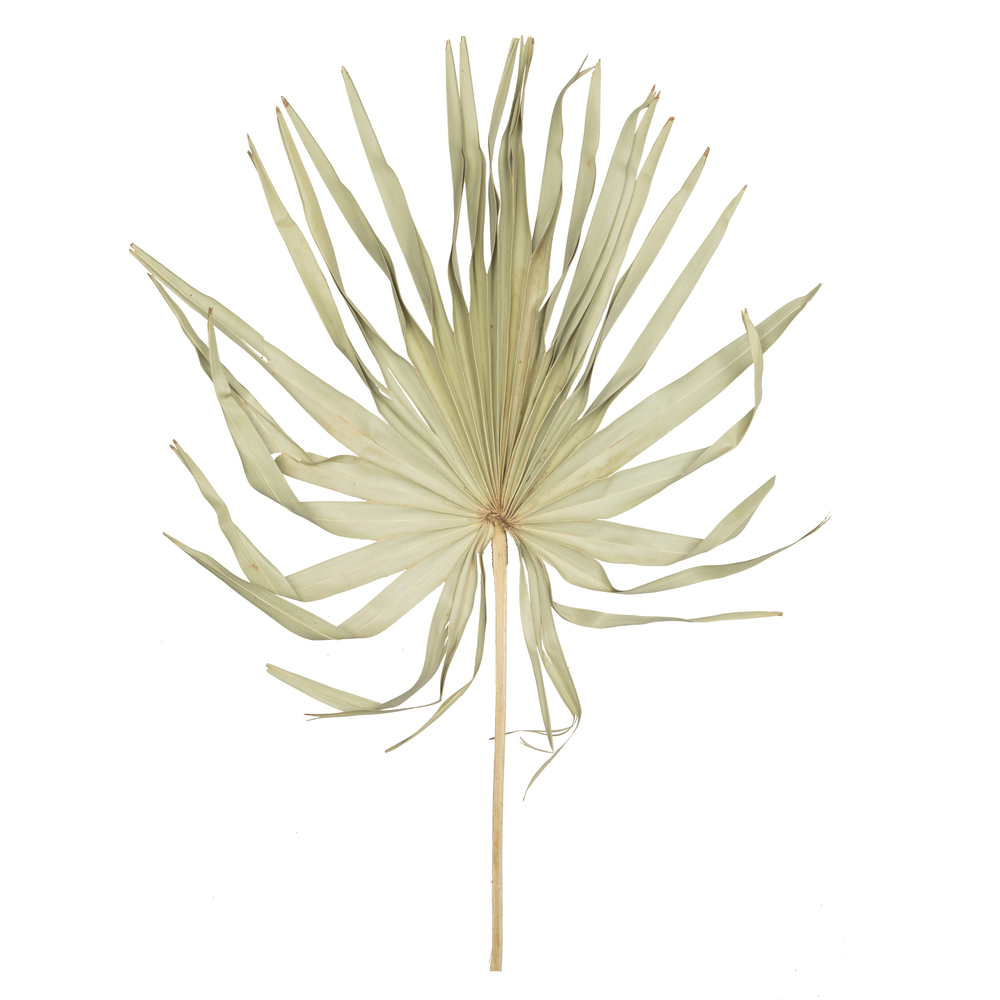 32-40" Natural Palm Leaf Uncut 12/bg