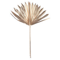 13.75-19.5" Metll Gld Palm Sun Spr 12/bg