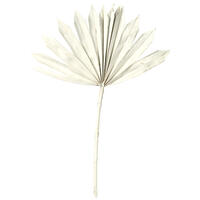Vickerman 13.75-19.5" Natural Botanicals Dried Palm Sun Spear