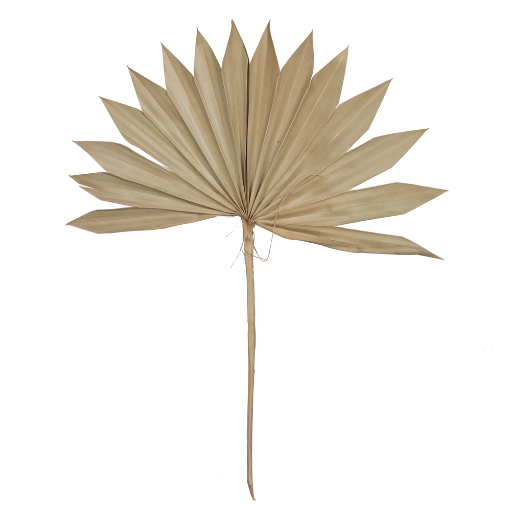 20" x 15" Dried Nat Palm Sun Spr 50/pk