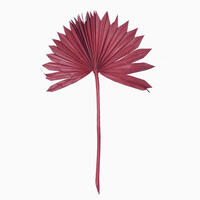 Vickerman 13.75-19.5" Natural Botanicals Dried Palm Sun Spear