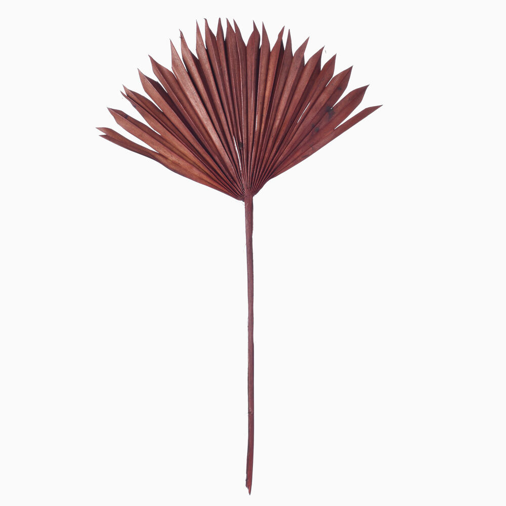 Vickerman 13.75-19.5" Natural Botanicals Dried Palm Sun Spear