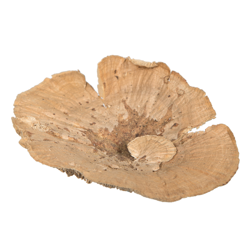 4"-6" Sponge Mushroom Med 50/pk