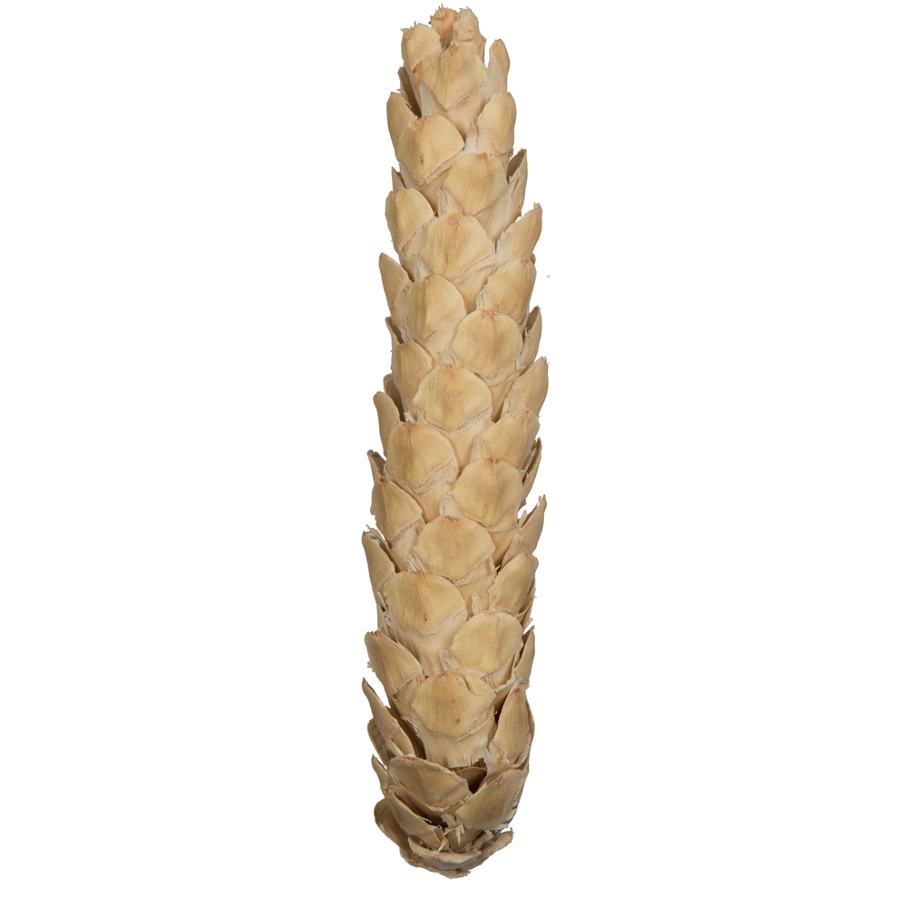 Vickerman Natural Botanicals 10" Strobus Extra Large.