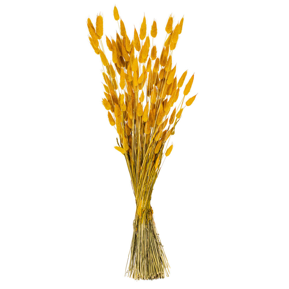 Vickerman 24" Dried Bunny Tail Lagurus Bunch, 3 oz
