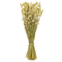 Vickerman 26" Dried Phalaris Bunch, 7 oz