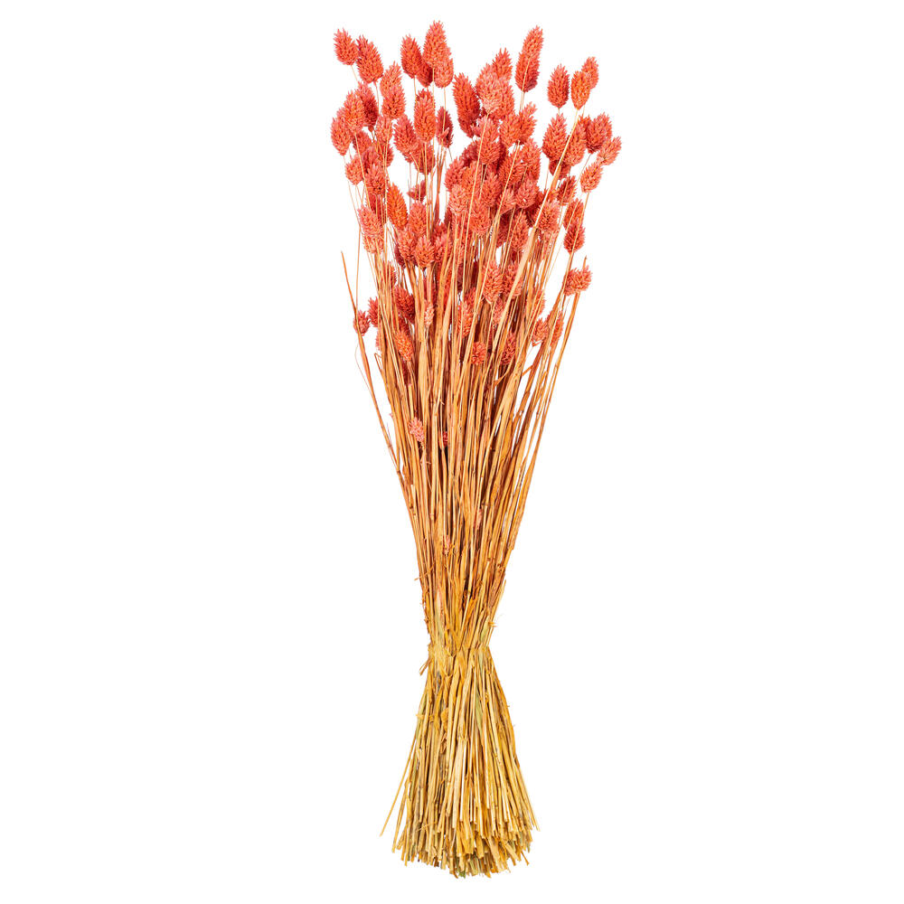 Vickerman 26" Dried Phalaris Bunch, 7 oz
