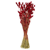 Vickerman 26" Dried Phalaris Bunch, 7 oz