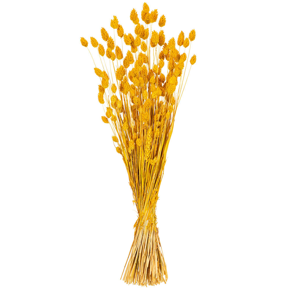 Vickerman 26" Dried Phalaris Bunch, 7 oz