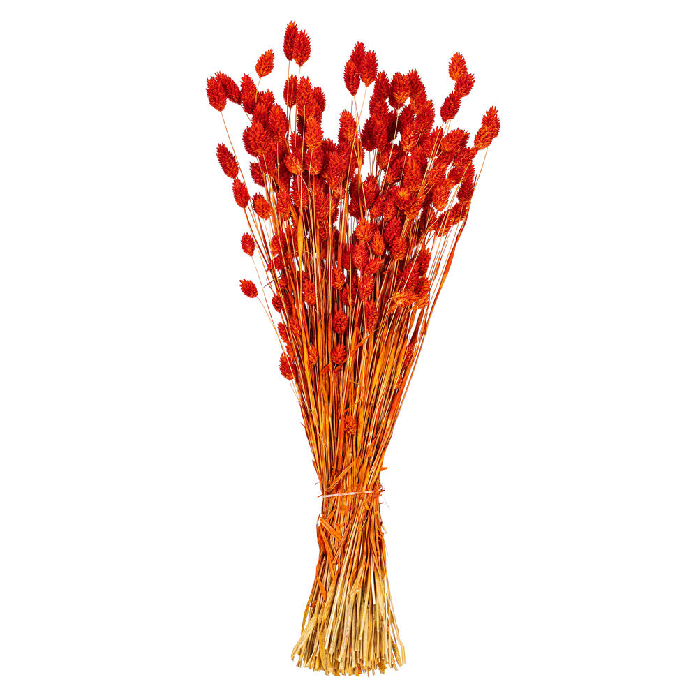 Vickerman 26" Dried Phalaris Bunch, 7 oz