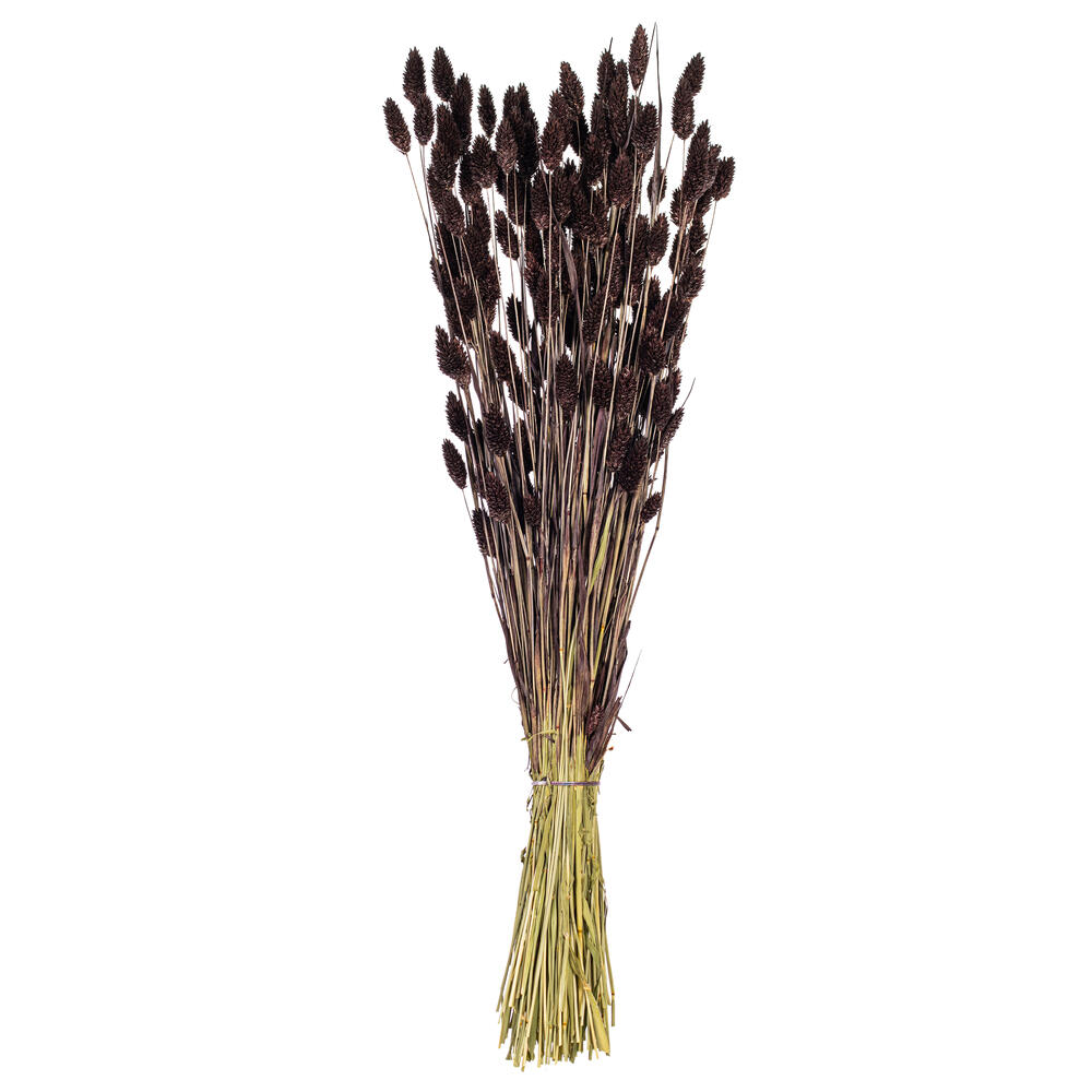 Vickerman 26" Dried Phalaris Bunch, 7 oz