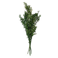 Vickerman 30" Dried / Preserved Ruscus 5.25 oz. Bunch 