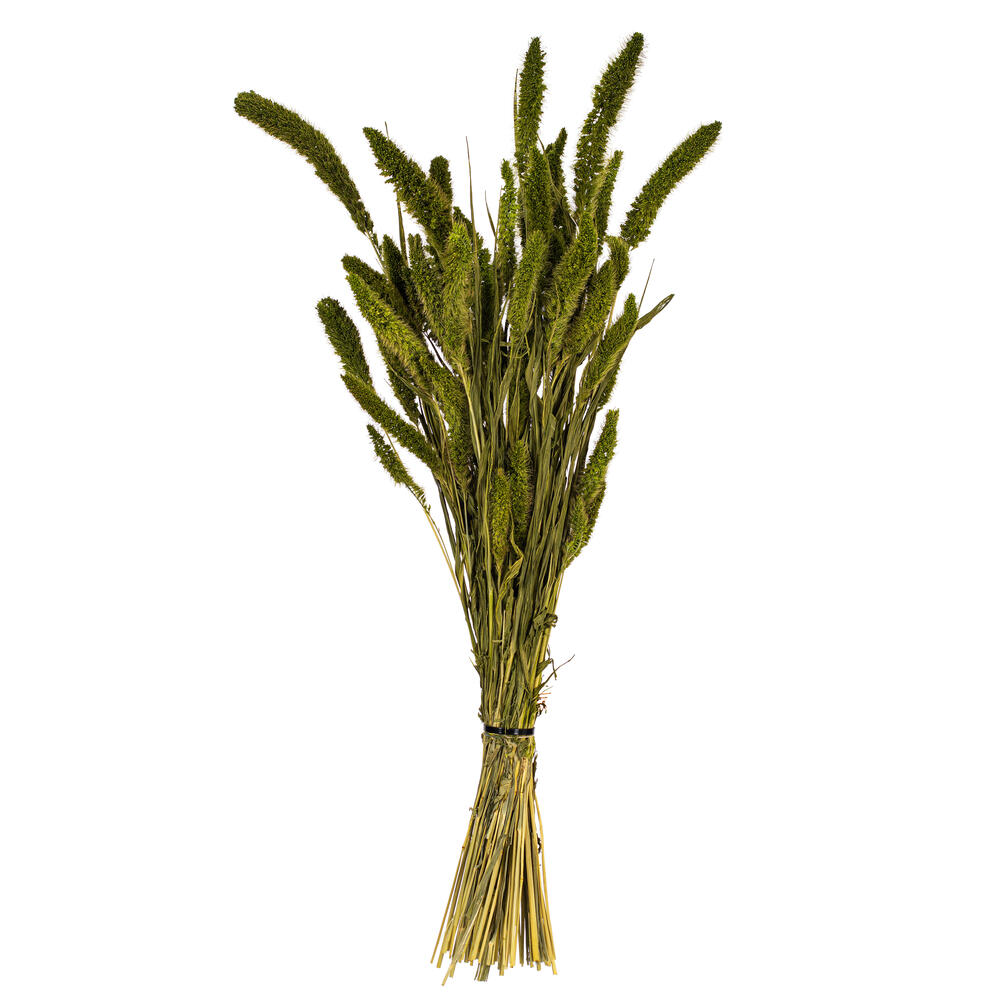 Vickerman 26" Dried Setarea Bunch, 6 oz.