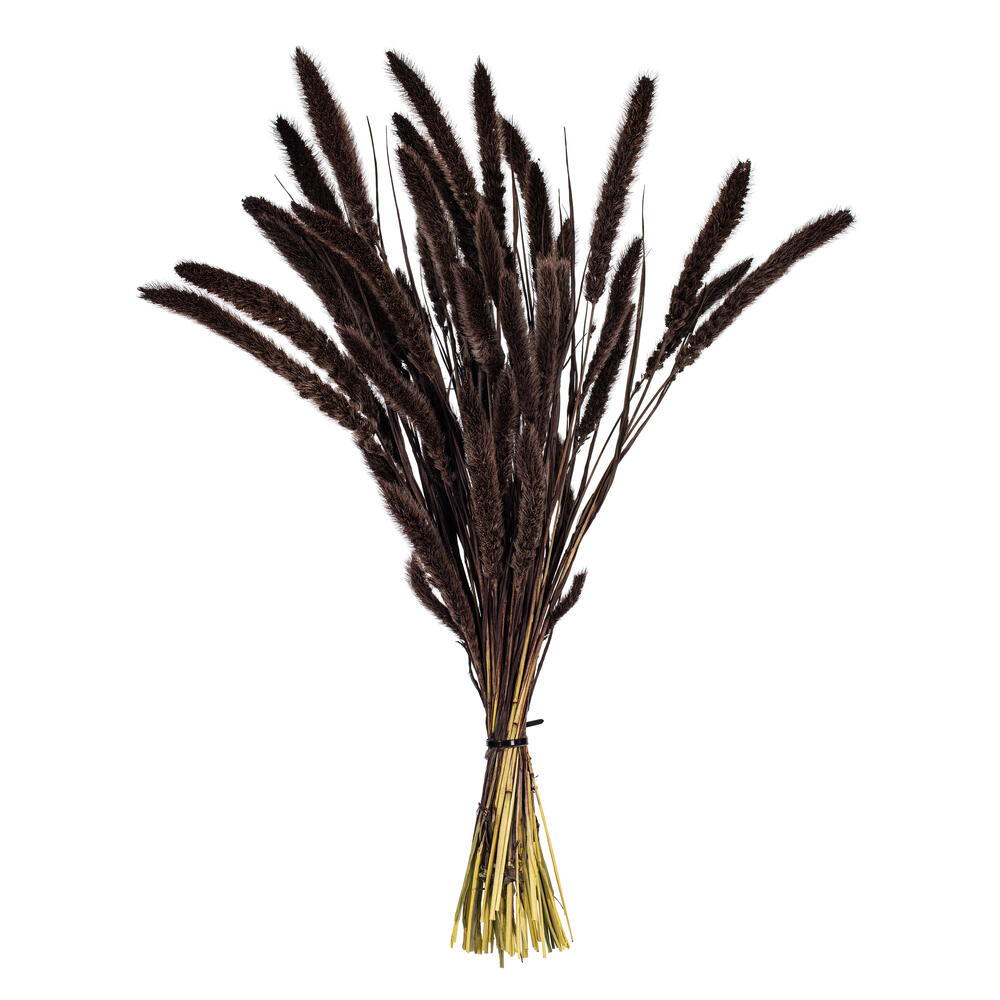 Vickerman 26" Dried Setarea Bunch, 6 oz.