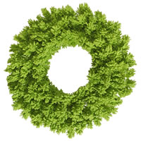 Vickerman Flocked Lime Artificial Christmas Wreath
