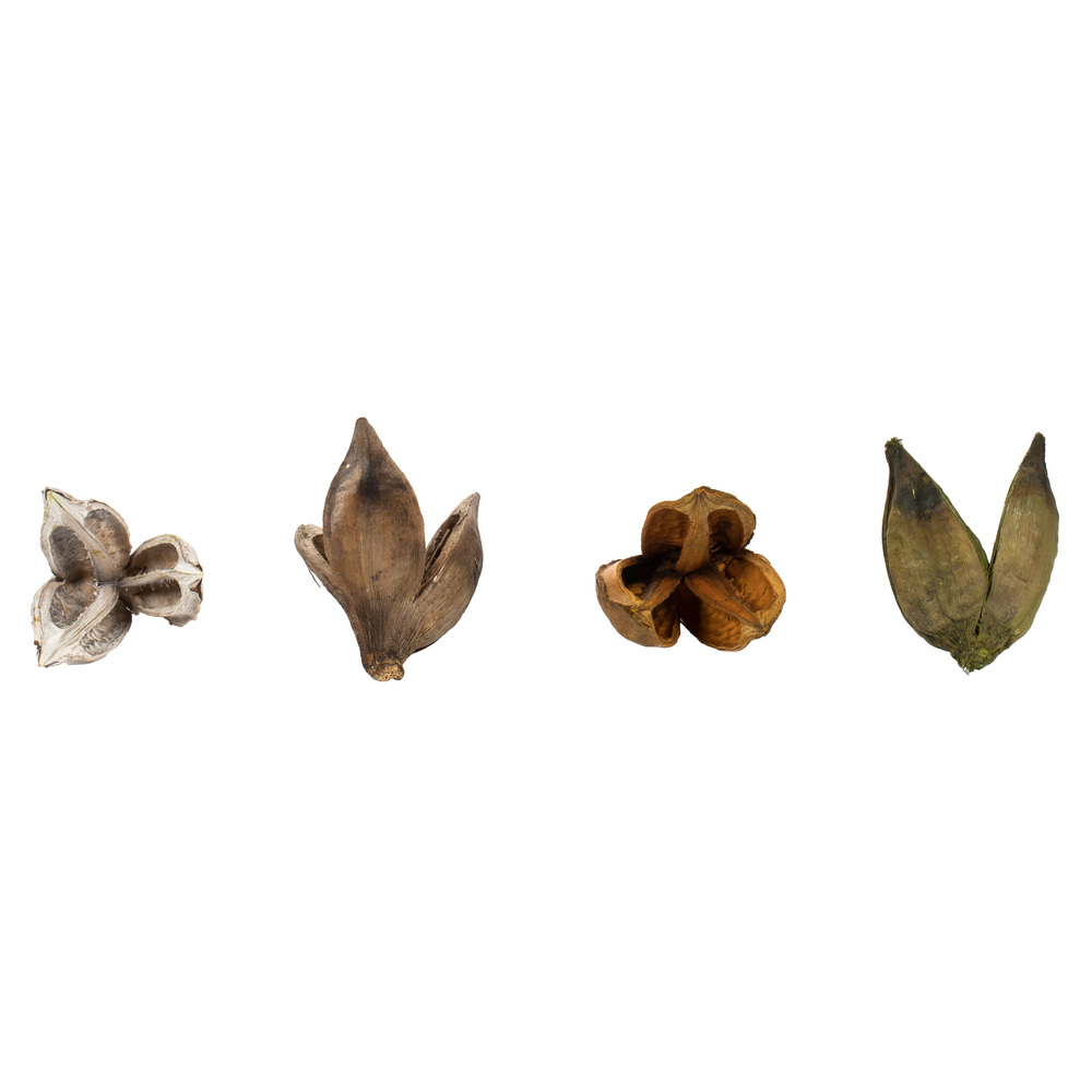 Vickerman 3"-4" Sora Pods, Dried