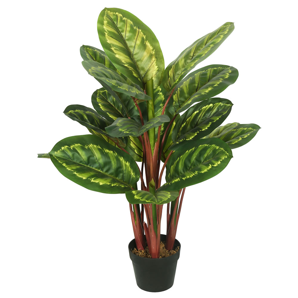36" Calathea Peacock Plant w/Pot
