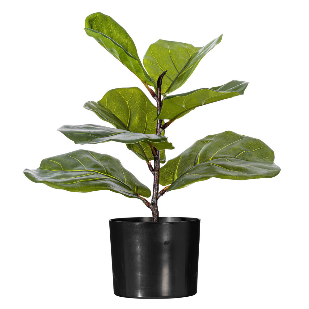Vickerman Green Fiddle Leaf Plant, Black Pot. 